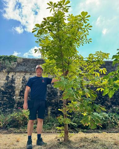 A sapling grown from a cutting taken from Alice's Tree