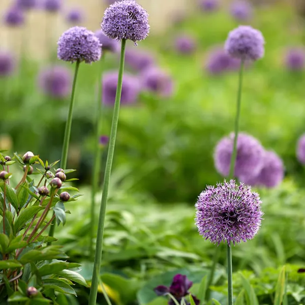 Planted bed in the Masters Garden