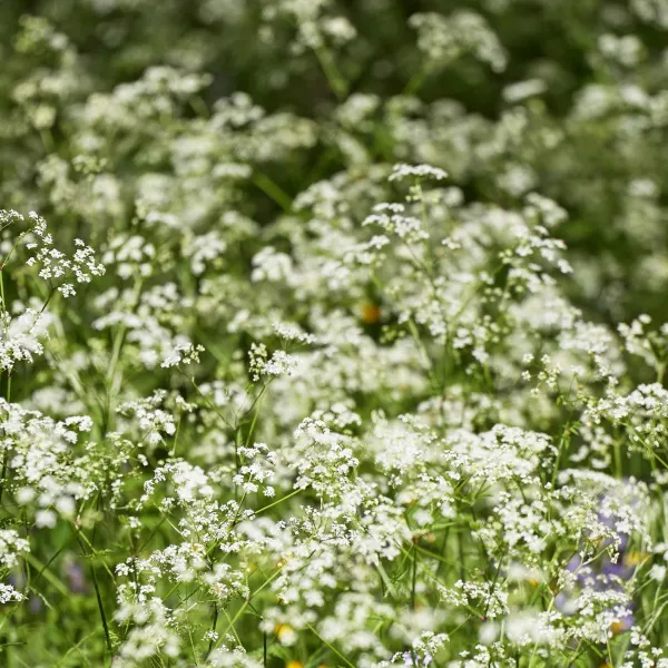 Pococke Garden cowslip