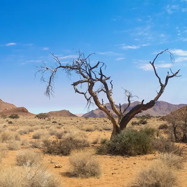 A desert wilderness with clumps of grass and a dead tree in the foreground, and a clear blue sky above.