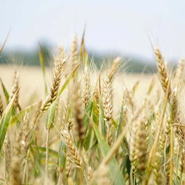 A close up of a field of wheat