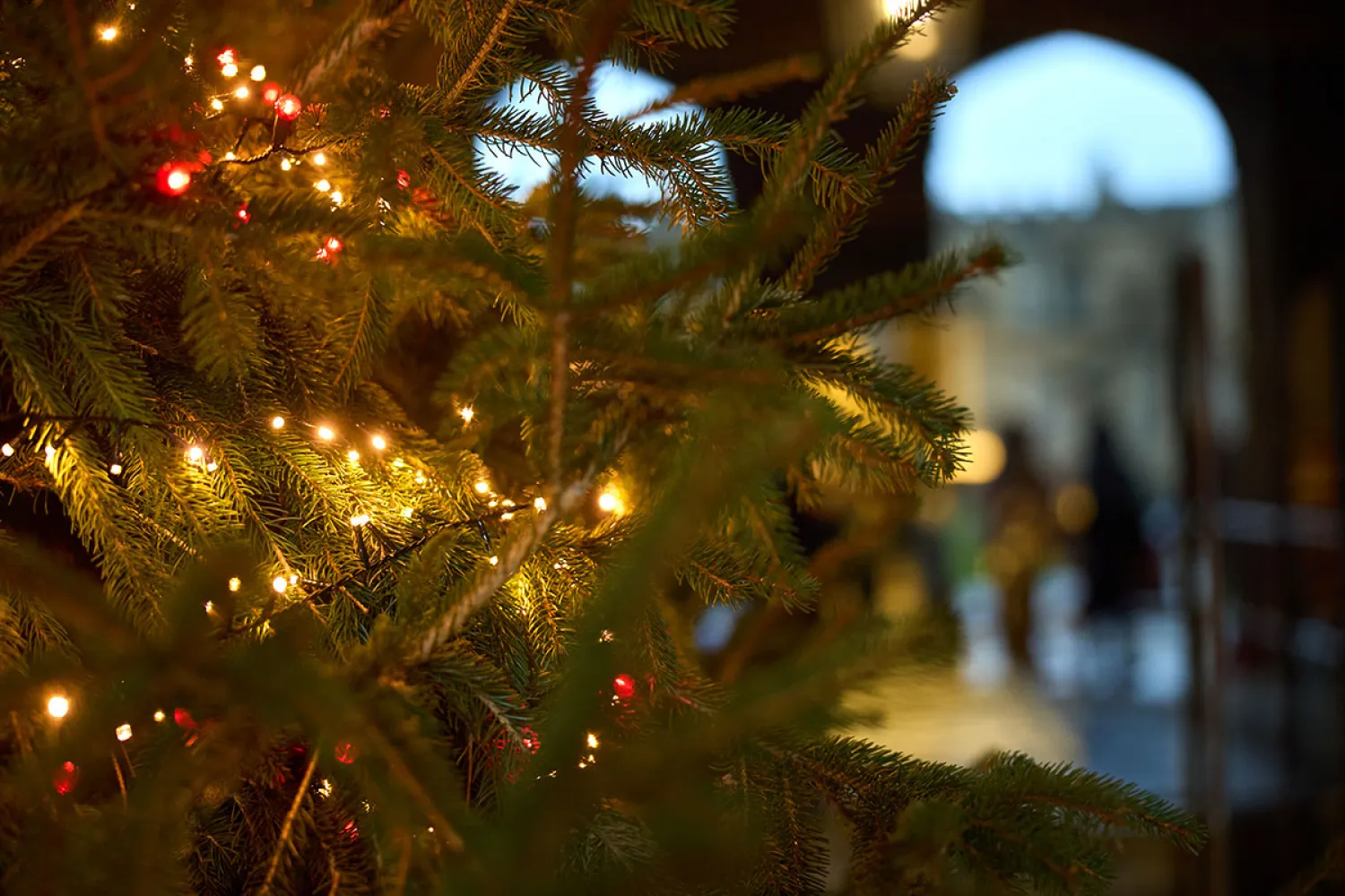 A Christmas Tree in Christ Church