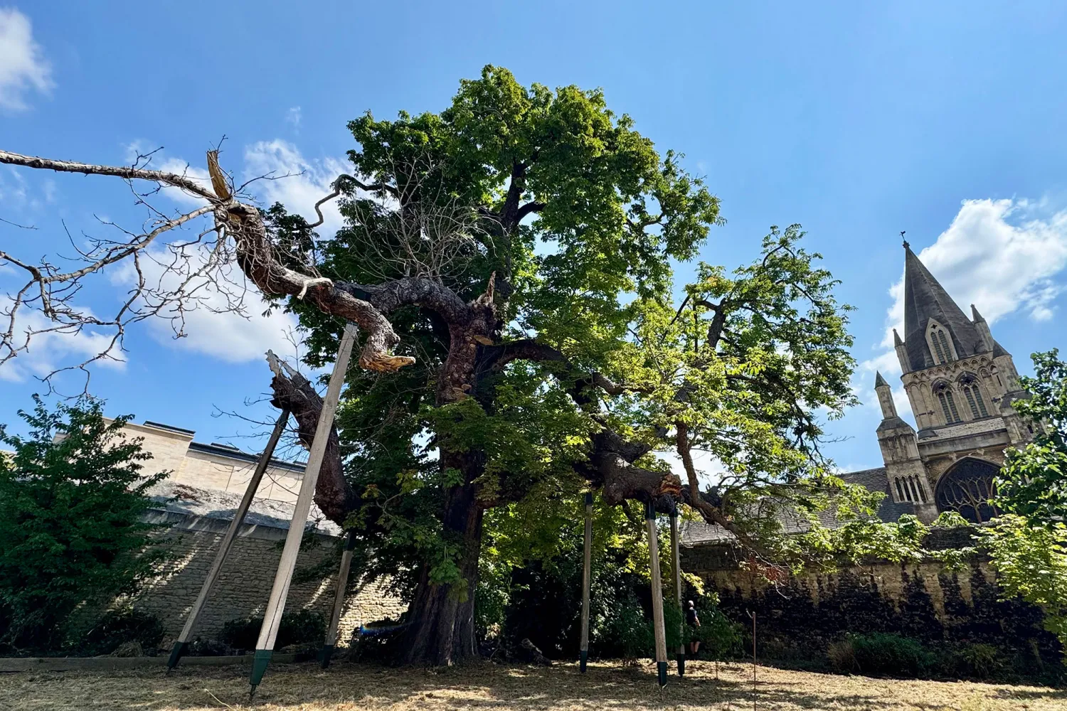 Alice's Tree