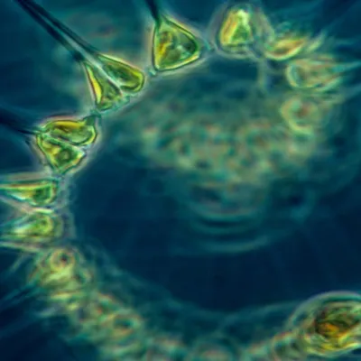 Phytoplankton