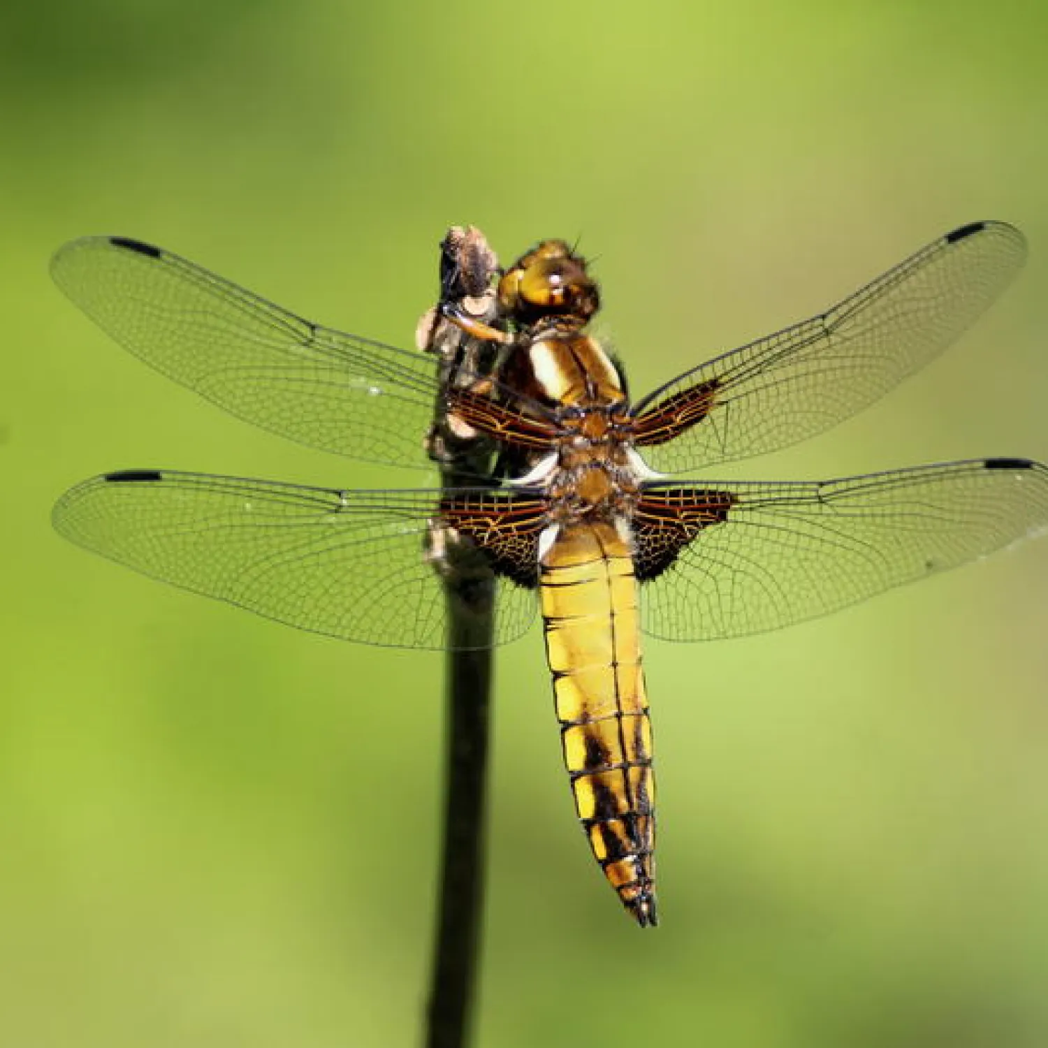 A female Broad-Bodied Chaser Dragonfly in the spring sunshine