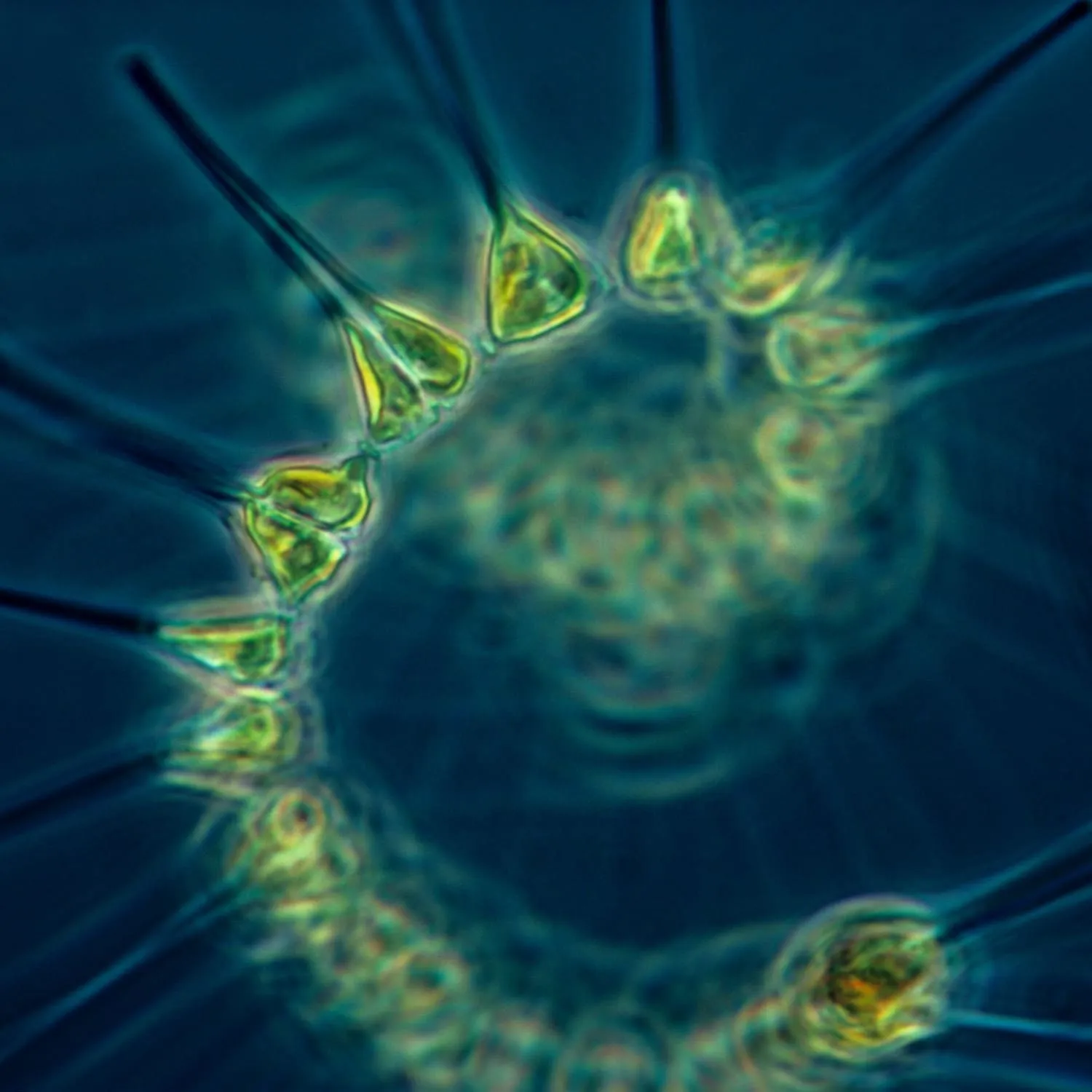 Phytoplankton