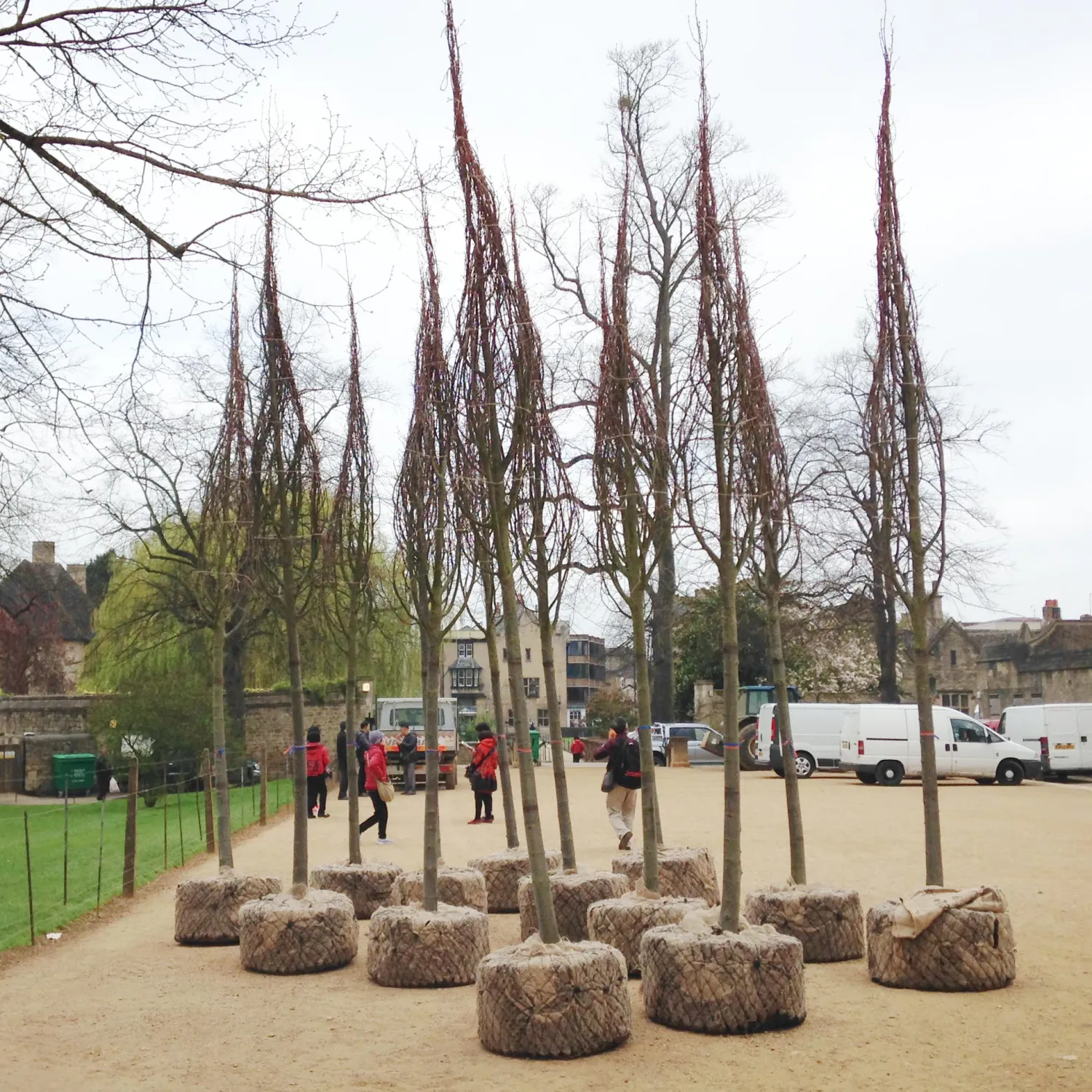 Common Lime trees being prepared for planting