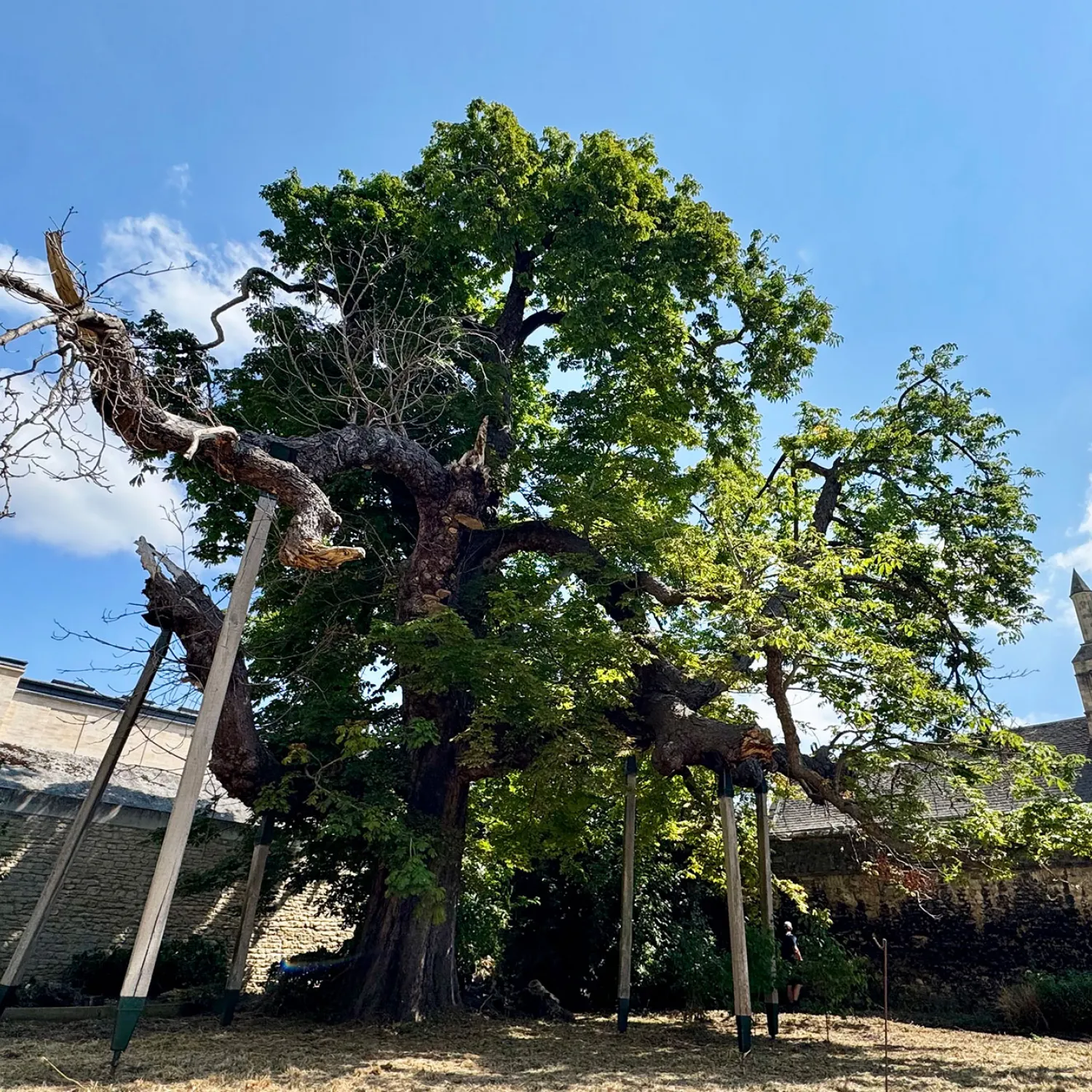 Alice's Tree